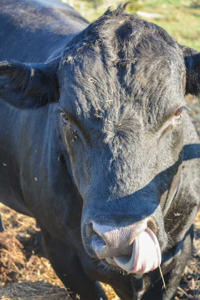 One of many black beef cows on the Workman farm. (Nick DeMichele/TBL)