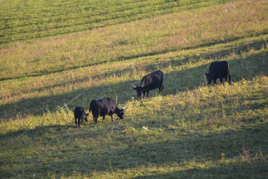 Black cows dot the landscape of Workman's 350 acre farm. (Nick DeMichele/TBL)