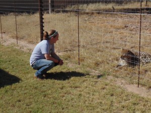 Jen observes a leopard named Tiger before he was darted and relocated to a better environment. 