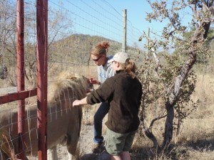 Cara introducing Jen to Xai, one of the center’s lions.