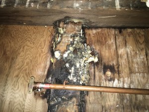 Large amounts of mold were found behind the wall in the bathroom at the house. (Photo Credit: Jeff Franklin)