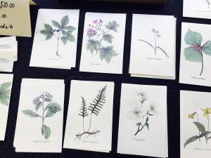 Botanical illustrations from KJH Botanical Drawings.