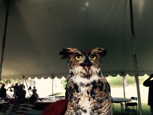 An injured, rehabilitated owl used for educational programs and wildlife awareness. 