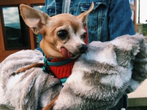 Miguel Alejuandro, an elderly chihuahua stays warm during the 2-mile walk at Rocky Gap State Park.