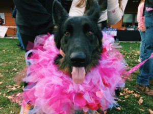 Lilly the German Shepherd making a statement at this year's Bark For Life event in Western Maryland. 