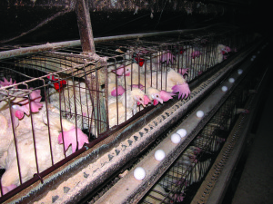 Chickens endure horrific living conditions behind the closed doors of factory farms. Photo from: Jenny Brown.