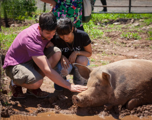 A loving rescue pig shows affection. Photo by George Brooks, photo from: Jenny Brown. 