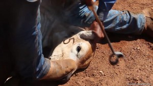 A cow's face being branded at a factory farm. Photo from: Jenny Brown. 