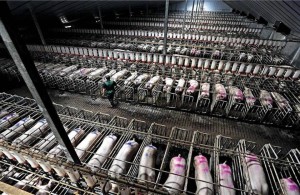 Pigs suffering in gestation crates. Photo from: Jenny Brown. 