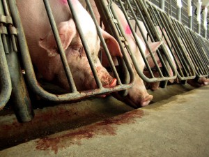 Pigs gnaw at the bars of gestation crates in efforts to escape. Photo from: Jenny Brown.