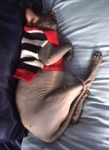 Joe and Stephanie’s hairless cat, Piglet, takes a cat nap. Photo credit: Stephanie Hatter 