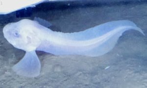 A photo of the blue Atacama snailfish. Note that the body is translucent enough to see the spine, but that there aren't many other bones at all.