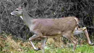 A deer infected with CWD, its body withering away with the progression of the fatal disease.